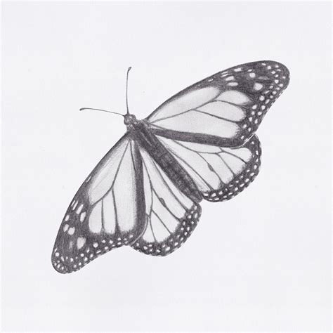 butterfly wings drawing|realistic drawing of a butterfly.